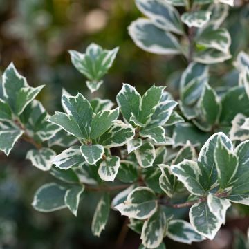 Trzmielina Fortune'a Emerald Gaiety