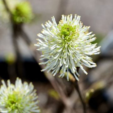 Fotergilla Gardena Suzanne