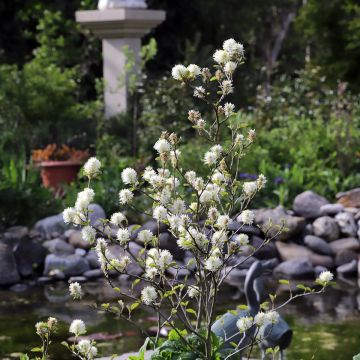 Fotergilla większa - Fothergilla major