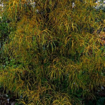 Kruszyna pospolita Asplenifolia