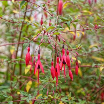 Fuksja magellańska - Fuchsia magellanica var. gracilis