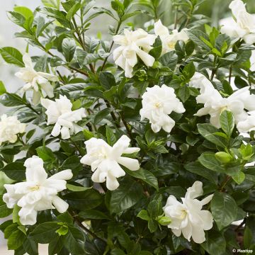 Gardenia jaśminowata Double Diamonds Leefour