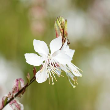 Gaura lindheimeri