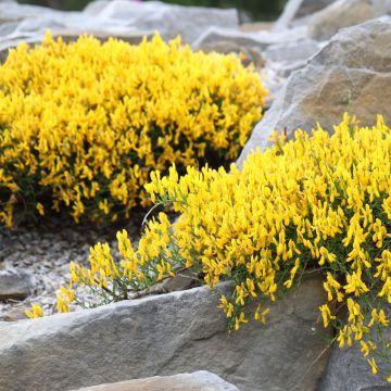 Janowiec lidyjski - Genista lydia