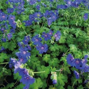 Bodziszek Sabani Blue