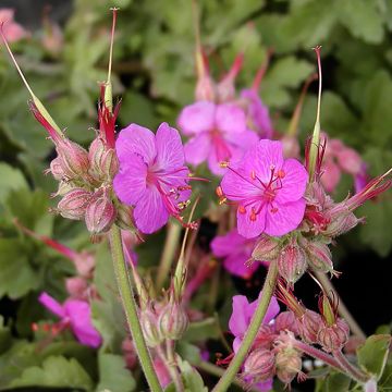Bodziszek korzeniasty Ingwersen's Variety