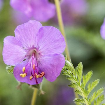 Geranium macrorrhizum - Bodziszek korzeniasty