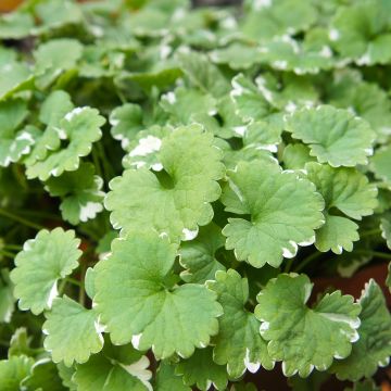 Glechoma hederacea Variegata - Bluszczyk kurdybanek