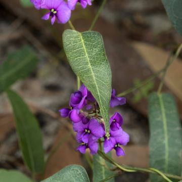 Hardenbergia violacea Meema - Koralowy groch fioletowy