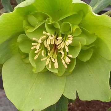 Ciemiernik wschodni Anemone Green