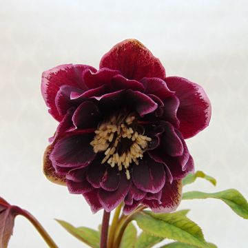 Ciemiernik wschodni Double Aubergine White Edge