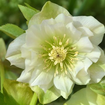 Ciemiernik wschodni Double White