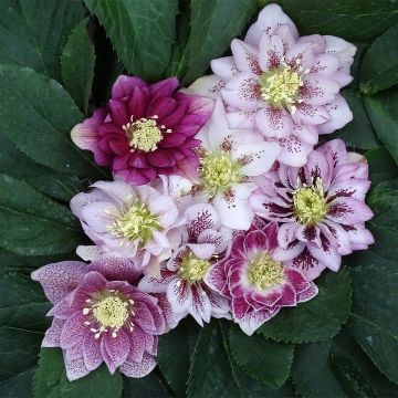 Ciemiernik wschodni Magic Double Rose