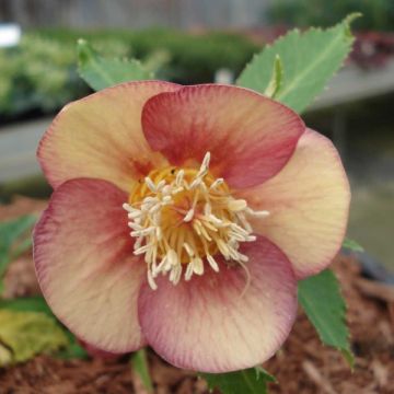Ciemiernik wschodni Special Pink