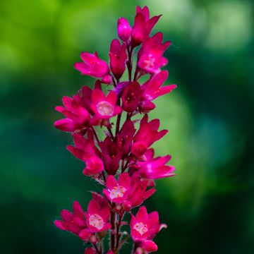Heuchera Leuchtkäfer