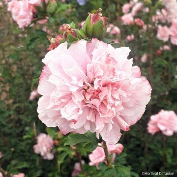 Hibiscus French Cabaret Pink