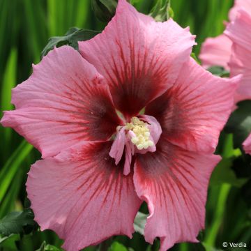 Hibiscus Rosada