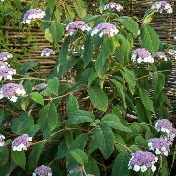 Hydrangea aspera subsp.sargentiana - Hortensja kosmata