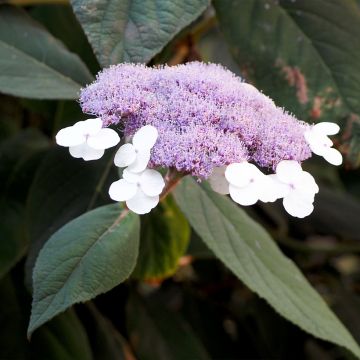 Hortensja kosmata Velvet & Lace