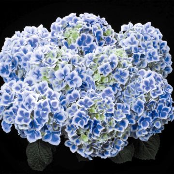 Hortensja ogrodowa Beautensia Dali