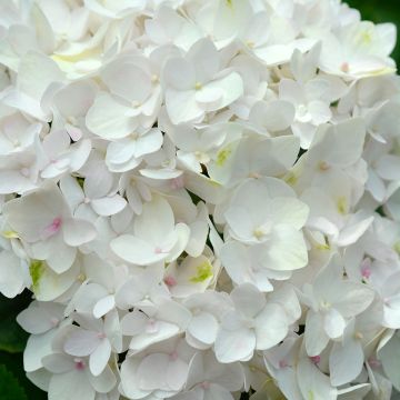Hortensja ogrodowa Endless Summer The Bride