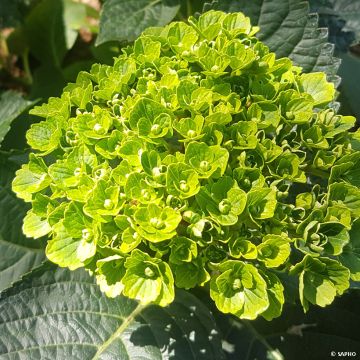 Hortensja ogrodowa Green Ever Belles