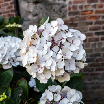 Hortensja ogrodowa Libelle