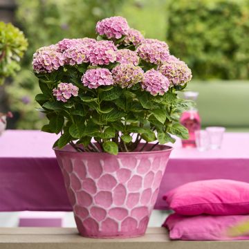 Hortensja ogrodowa Magical Coral rosa