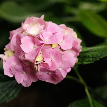 Hortensja ogrodowa Teller Messalina