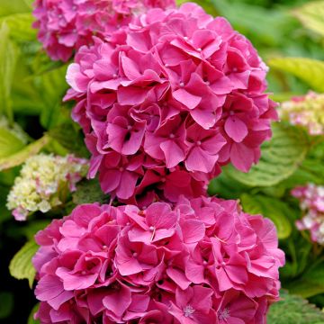 Hortensja ogrodowa Pink Pop