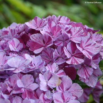 Hortensja ogrodowa Pinky Binder