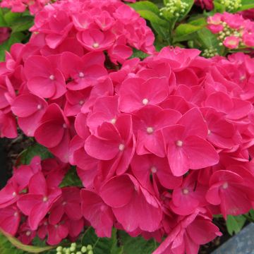 Hortensja ogrodowa Dark Pink Love