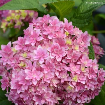 Hortensja ogrodowa Stellar
