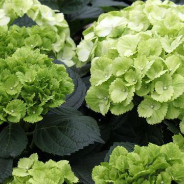 Hortensja ogrodowa Verdi