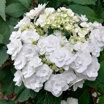 Hortensja ogrodowa Wedding Gown