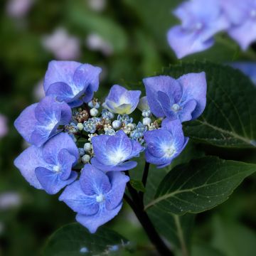 Hortensja ogrodowa Zorro bleu