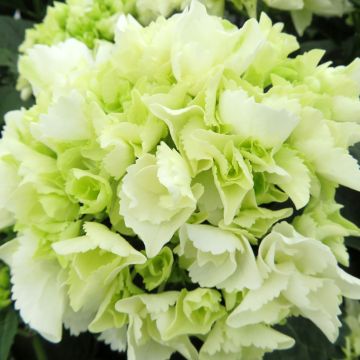 Hortensja ogrodowa Bright White