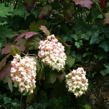Hortensja dębolistna Snowflake