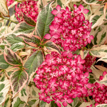 Hortensja piłkowana Euphoria Pink