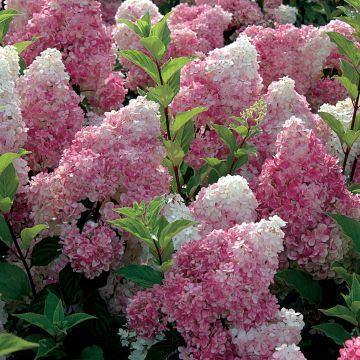 Hortensja bukietowa Vanille Fraise