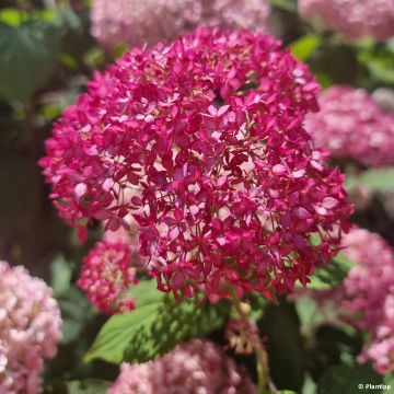 Hortensja krzewiasta Candybelle Sorbet