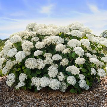 Hortensja krzewiasta FlowerWOW