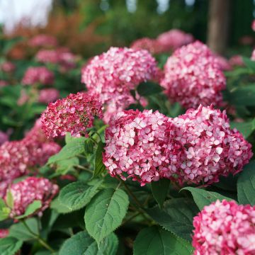 Hortensja krzewiasta Ruby Annabelle