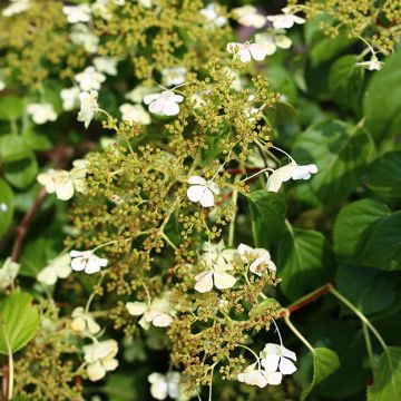 Hydrangea anomala petiolaris var. cordifolia - Hortensja pnąca