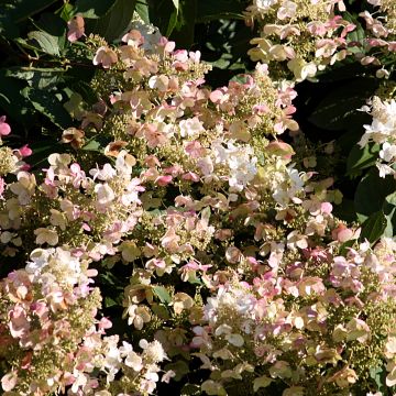 Hortensja bukietowa Burgondy Lace