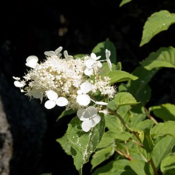 Hortensja bukietowa White Moth