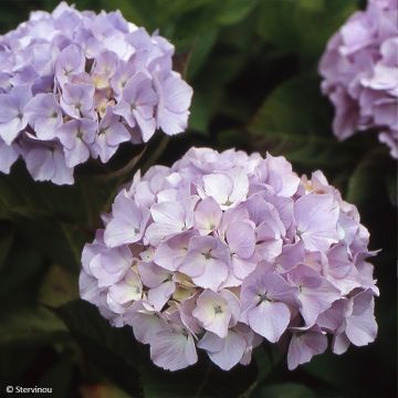 Hortensja ogrodowa Madame Plumecoq