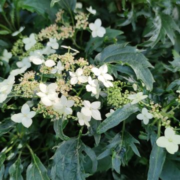 Hortensja krzewiasta Emerald lace