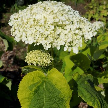 Hortensja krzewiasta Golden Annabelle