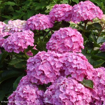 Hortensja ogrodowa Benelux - Hydrangea macrophylla